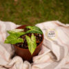 Syngonium Batik Variegated - Image 4