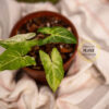 Syngonium Batik Variegated - Image 3