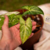 Syngonium Batik Variegated