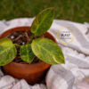 Philodendron Green Congo Nuclear - Image 4