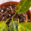 Philodendron Green Congo Nuclear - Image 5