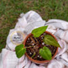 Anthurium Ace of Spades - Image 4