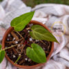 Anthurium Ace of Spades - Image 3