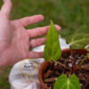 Anthurium Ace of Spades - Image 5