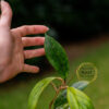 Hoya AH-021