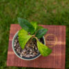 Hoya AH-021 - Image 3