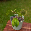 Hoya AH-021 - Image 2