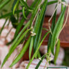 Hoya Shepardii - Image 4