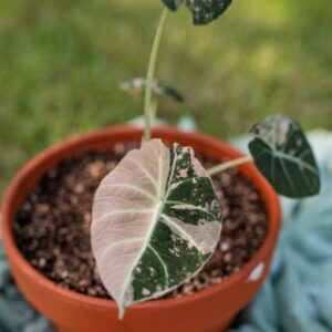 Alocasia